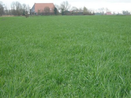Zweeds graszaad zonder klaver - Afbeelding 2